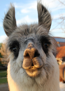 Conduire des lamas - training de gestion avec des animaux